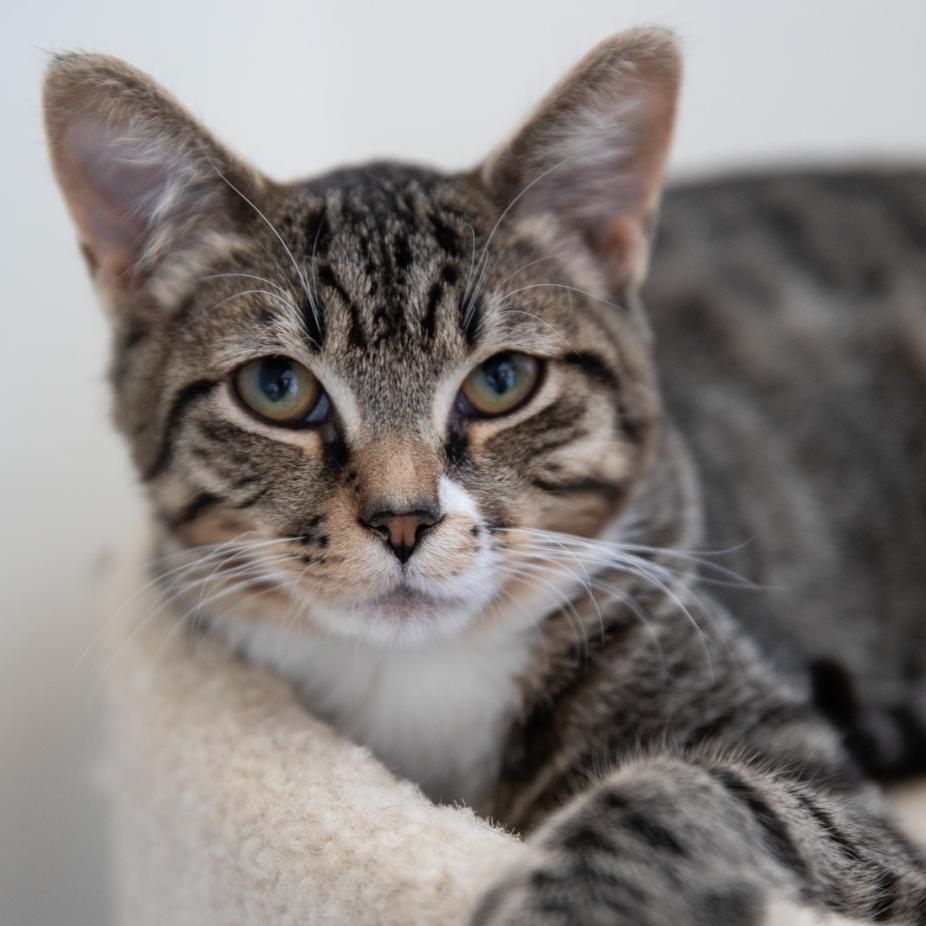 Enlarge Rico, a Adoptable Domestic Short Hair in Chilliwack, BC image 3/6