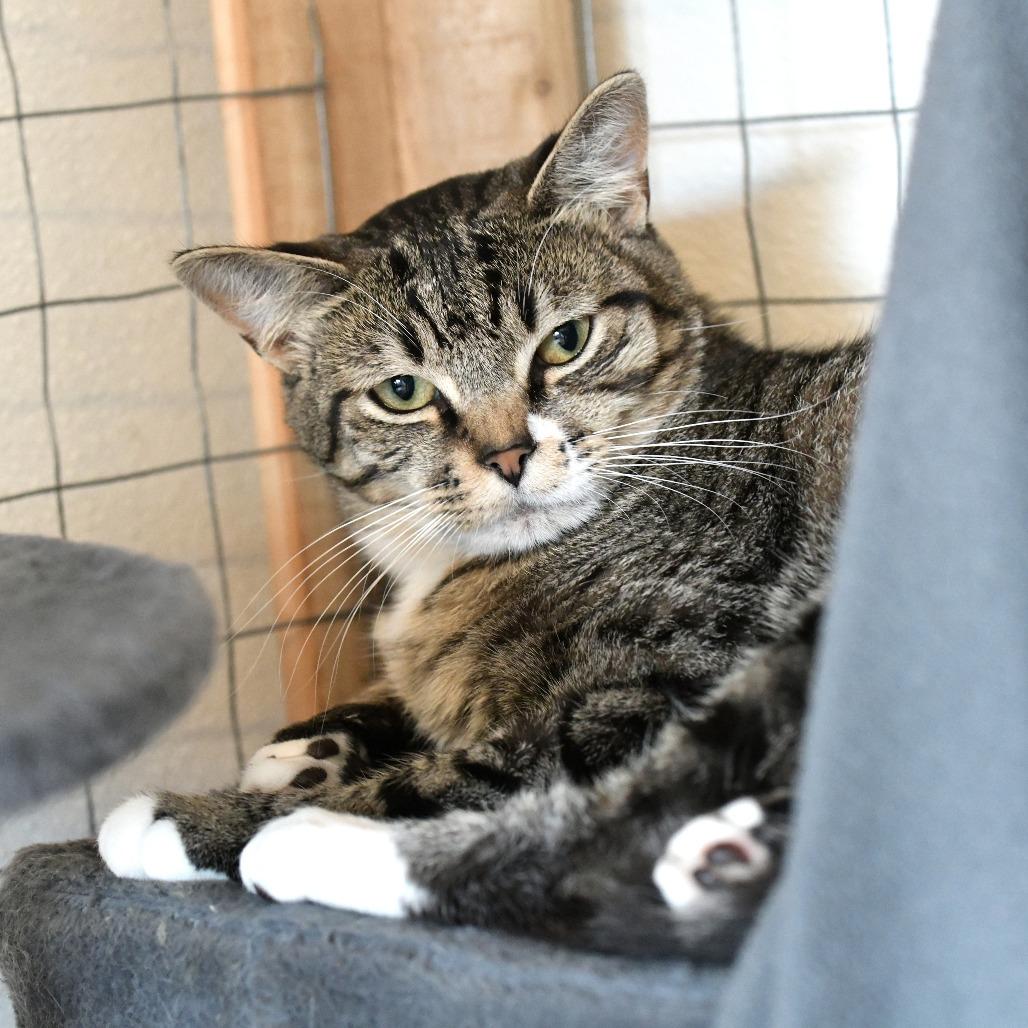 Enlarge Rico, a Adoptable Domestic Short Hair in Chilliwack, BC image 4/6