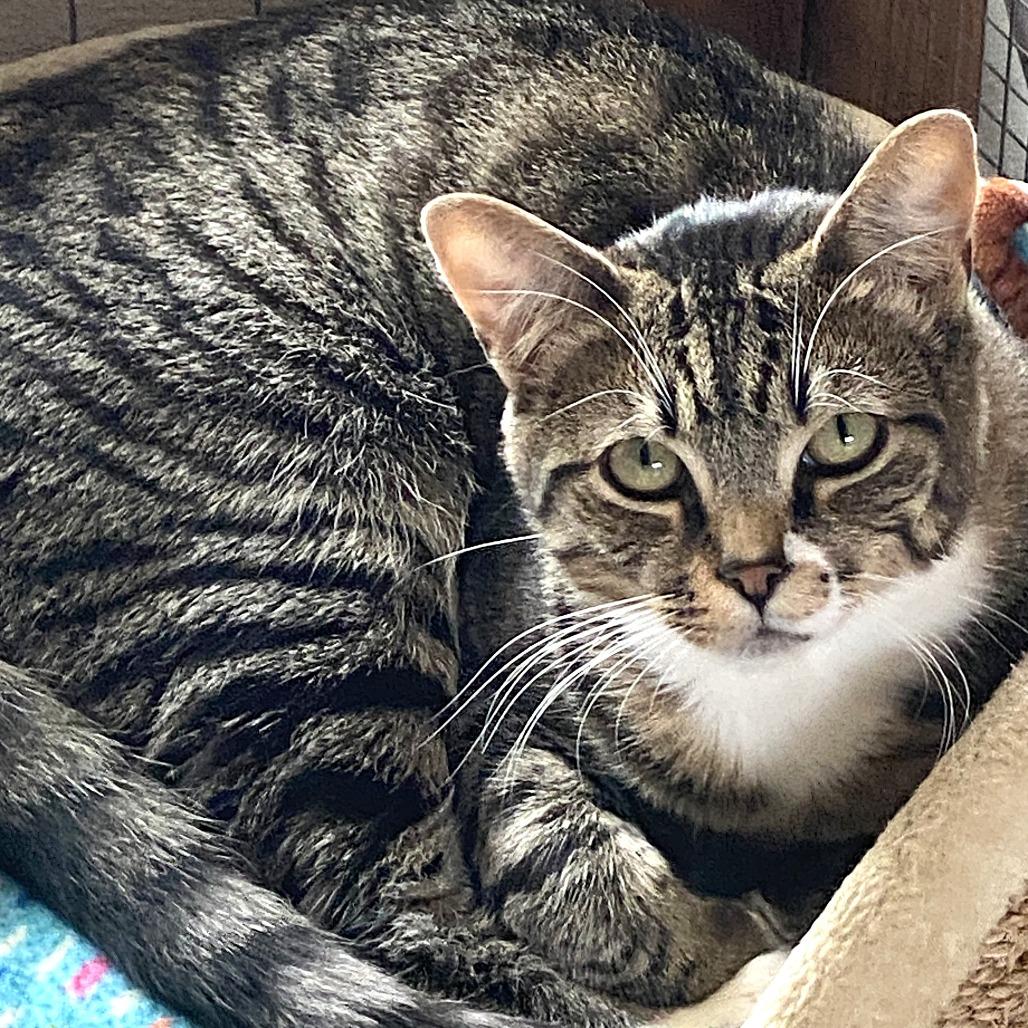 Enlarge Rico, a Adoptable Domestic Short Hair in Chilliwack, BC image 5/6