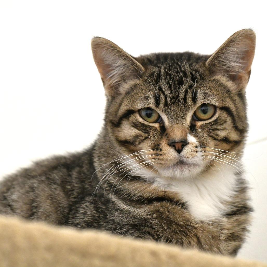 Enlarge Rico, a Adoptable Domestic Short Hair in Chilliwack, BC image 6/6