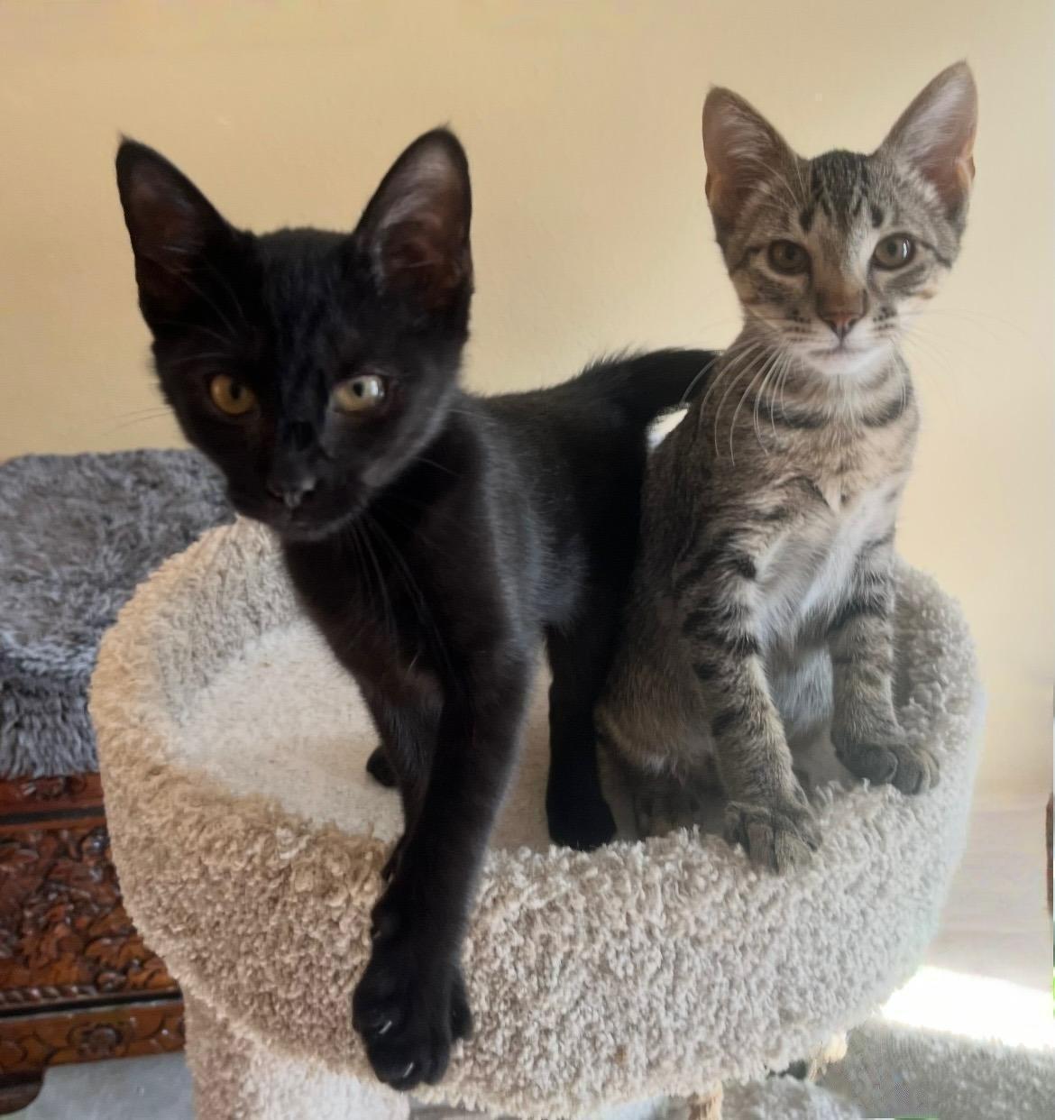 D’Arcy — Santa’s Sleekest Little Shadow