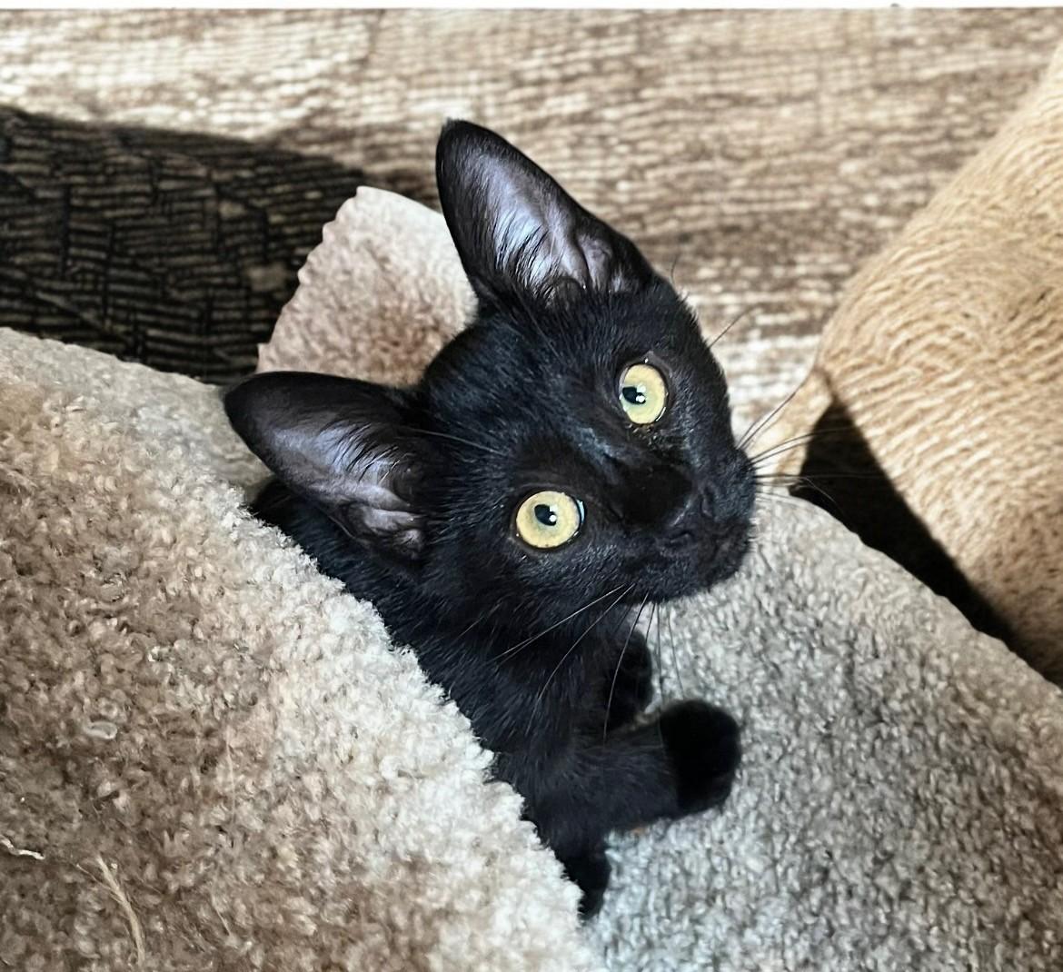 D’Arcy — Santa’s Sleekest Little Shadow