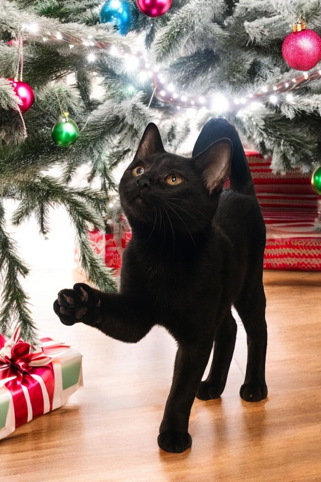 D’Arcy — Santa’s Sleekest Little Shadow