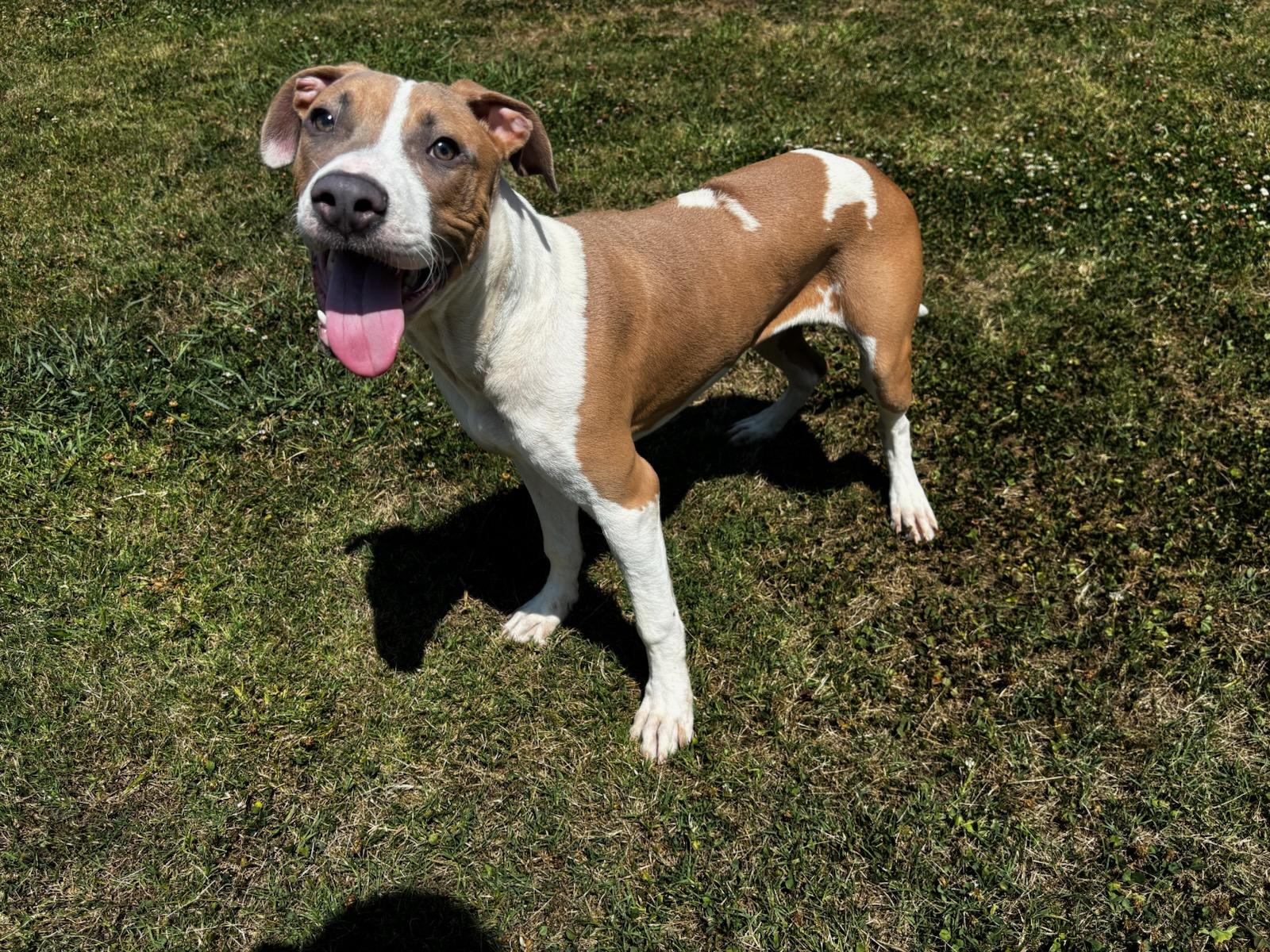 ROOSTER, Adoptable, Young Male American Staffordshire Terrier & Labrador Retriever.