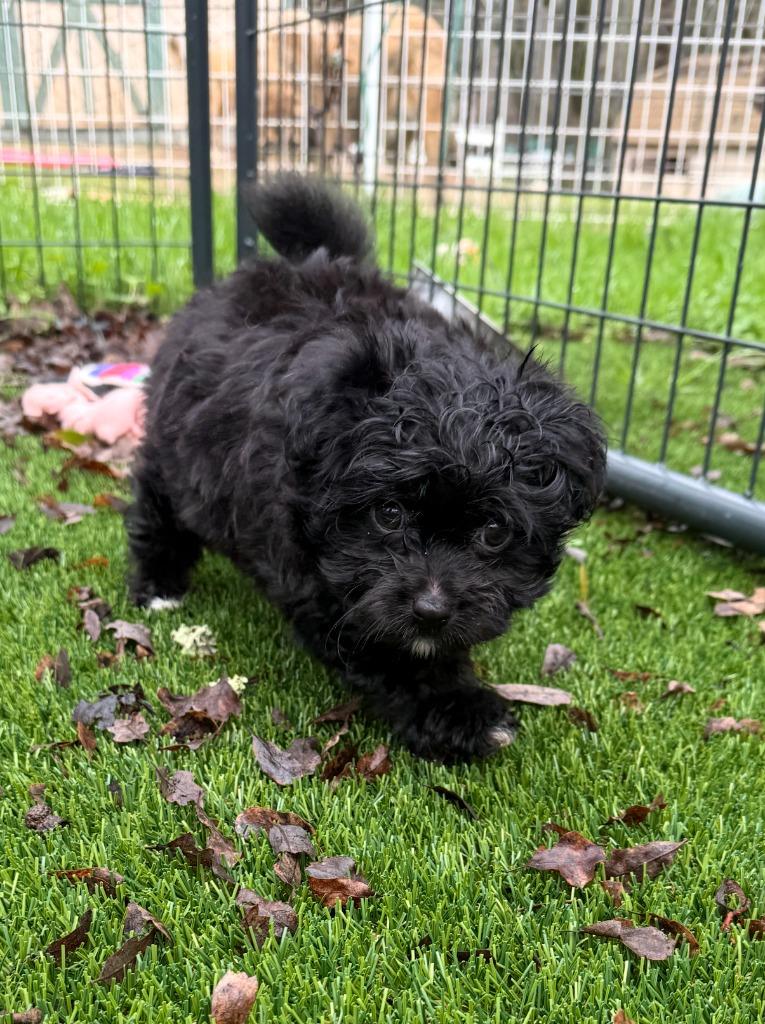 25Zephyr, ADOPTABLE, Puppy Male Poodle & Chihuahua.