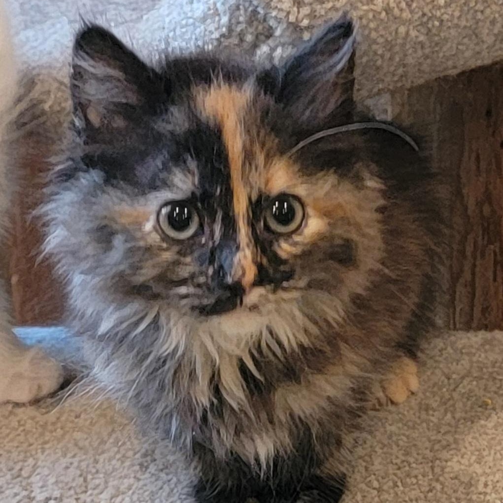 Gypsi Rose adopted w/ Mango 6 14 26, ADOPTABLE, Kitten Female Domestic Long Hair & Tortoiseshell.