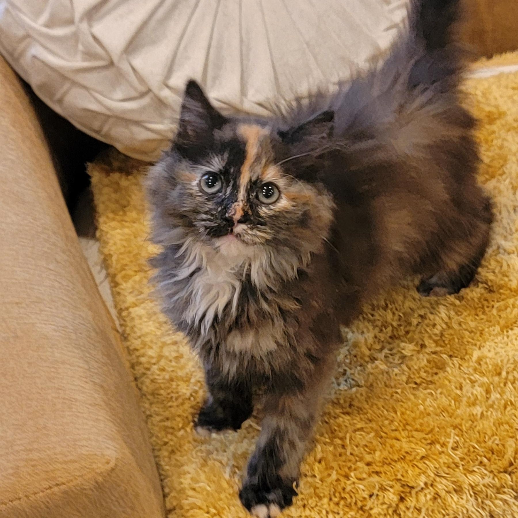 Gypsi Rose adopted w/ Mango 6 14 26, a ADOPTABLE mixed breed in Wyandotte, MI image 2/6