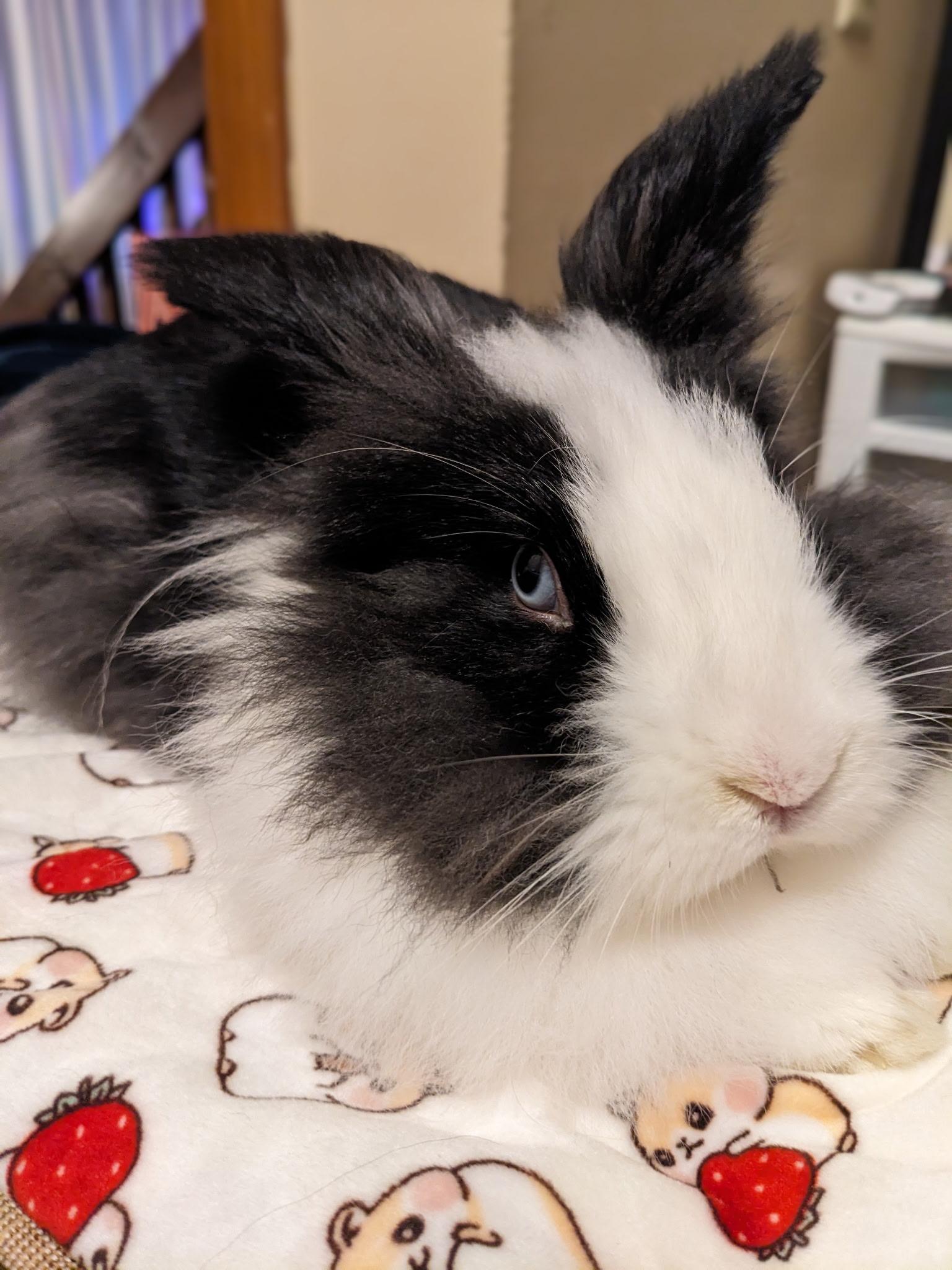 Cloud, ADOPTABLE, Young Female Lionhead & Dutch.