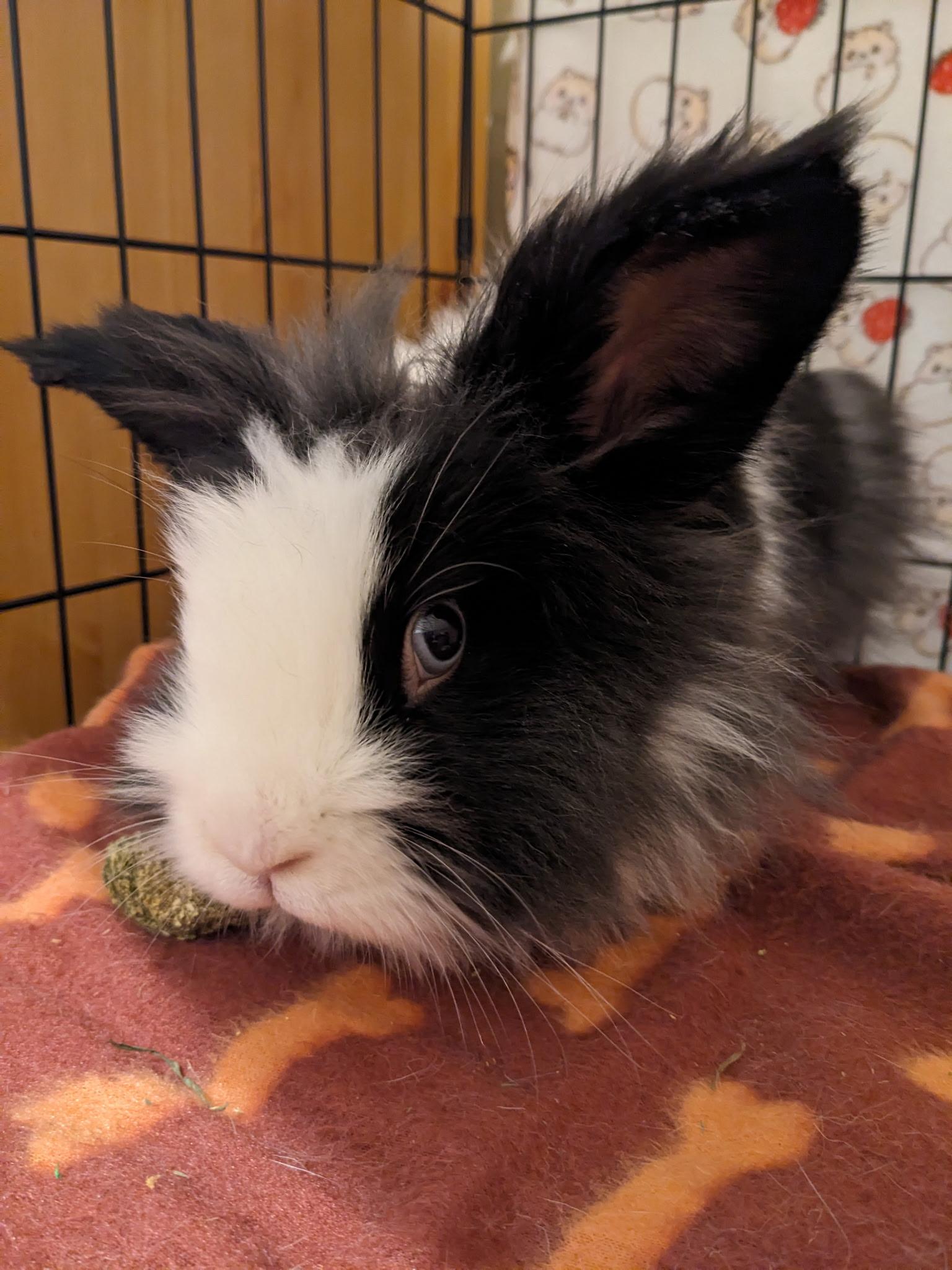 Enlarge Cloud, a ADOPTABLE mixed breed in Knoxville, TN image 3/3