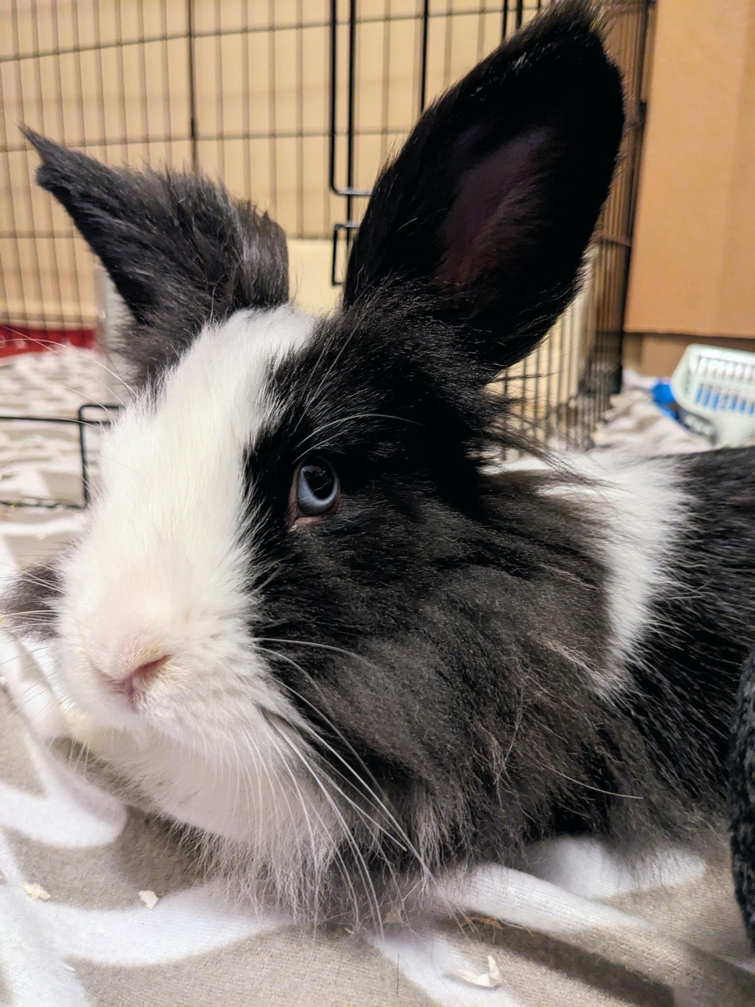 Enlarge Cloud, a ADOPTABLE mixed breed in Knoxville, TN image 2/3