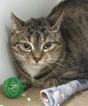 KIKI, Adoptable, Adult Female Domestic Short Hair.
