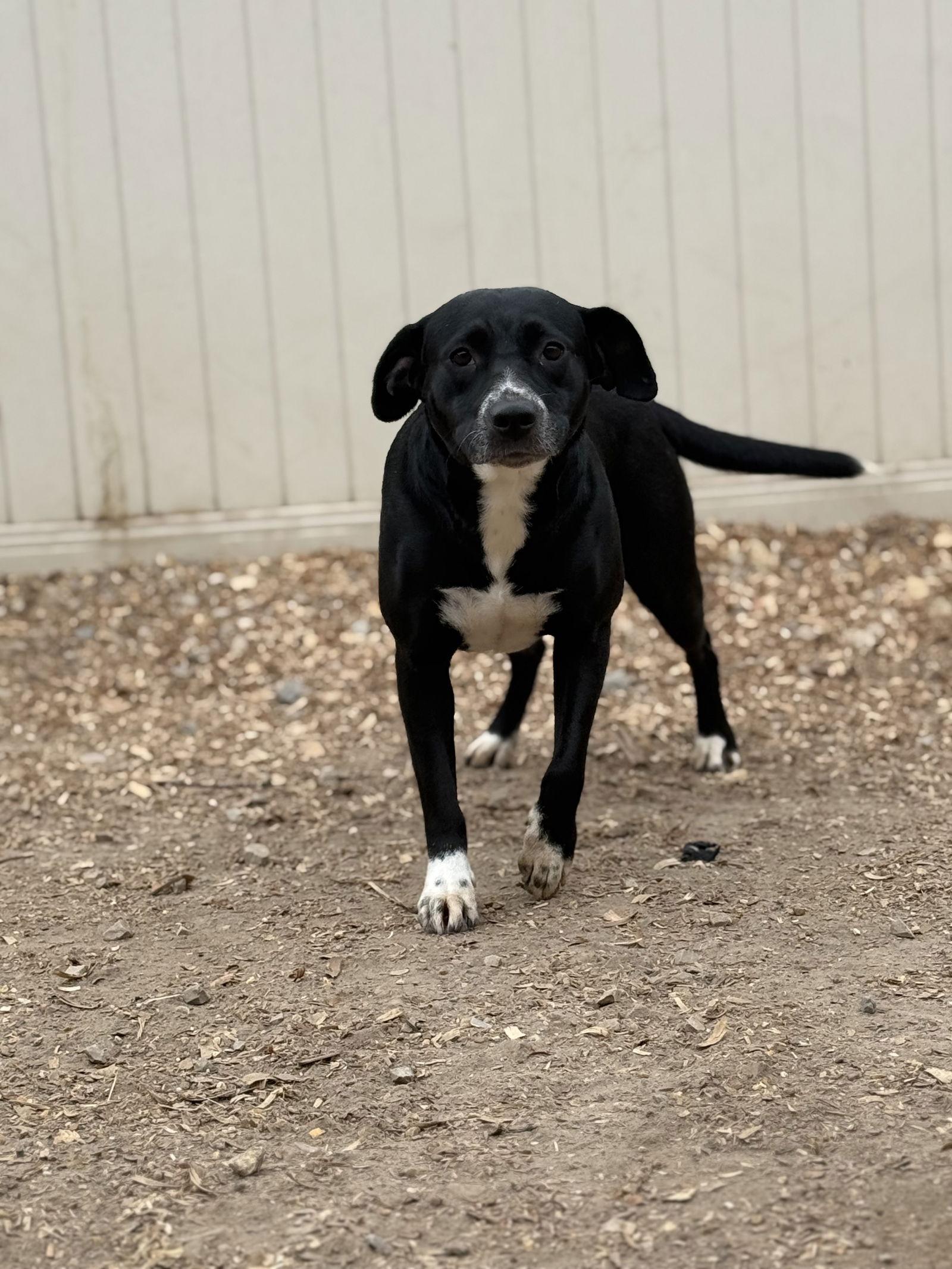 Enlarge Boots, a Adoptable mixed breed in Corning, AR image 1/3