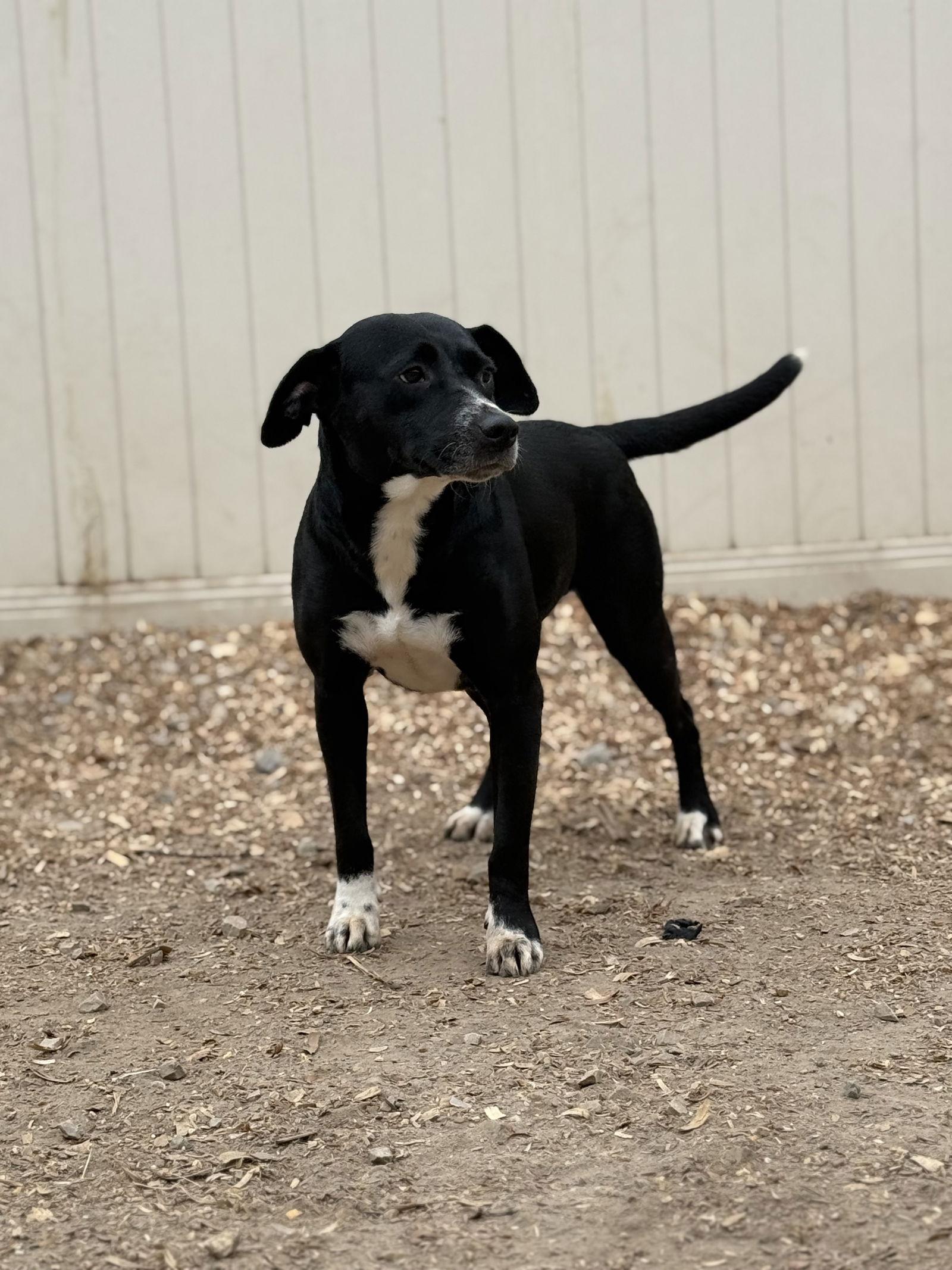 Enlarge Boots, a Adoptable mixed breed in Corning, AR image 2/3