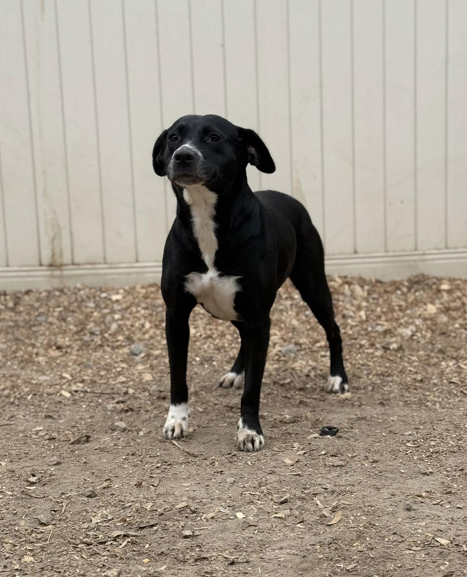 Enlarge Boots, a Adoptable mixed breed in Corning, AR image 3/3