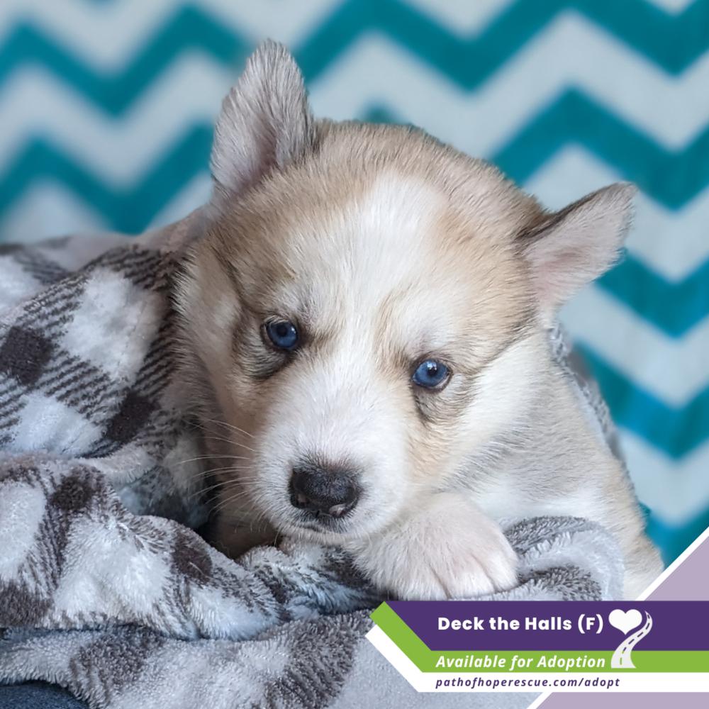 Deck the Halls, Adopted, Puppy Female Husky.