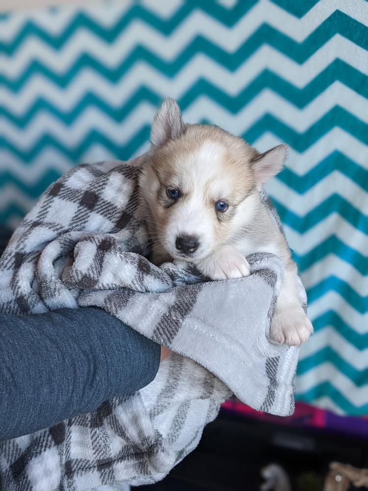 Deck the Halls, a Adopted Husky in Spokane, WA image 2/2
