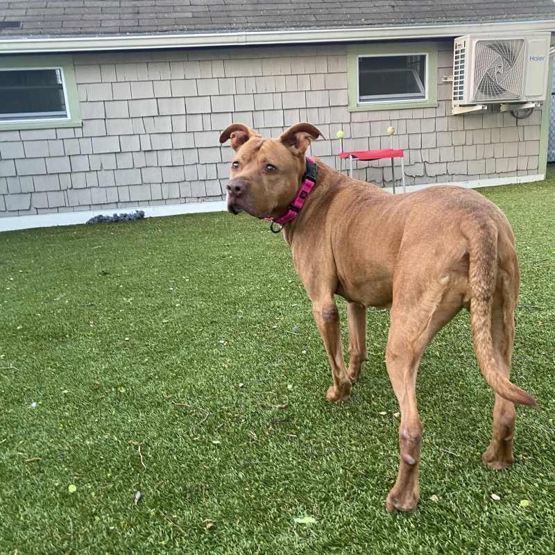 Daphne, adopted, Adult Female Mixed Breed.