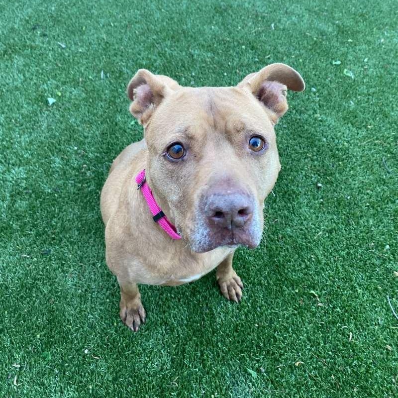 Daphne, an adopted Mixed Breed in New Bedford, MA image 2/3