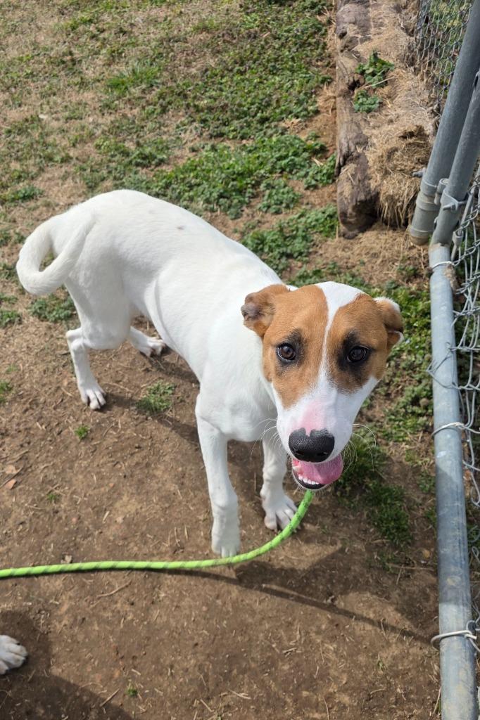 Cassandra-Adoptable, Adoptable, Young Female Mixed Breed.