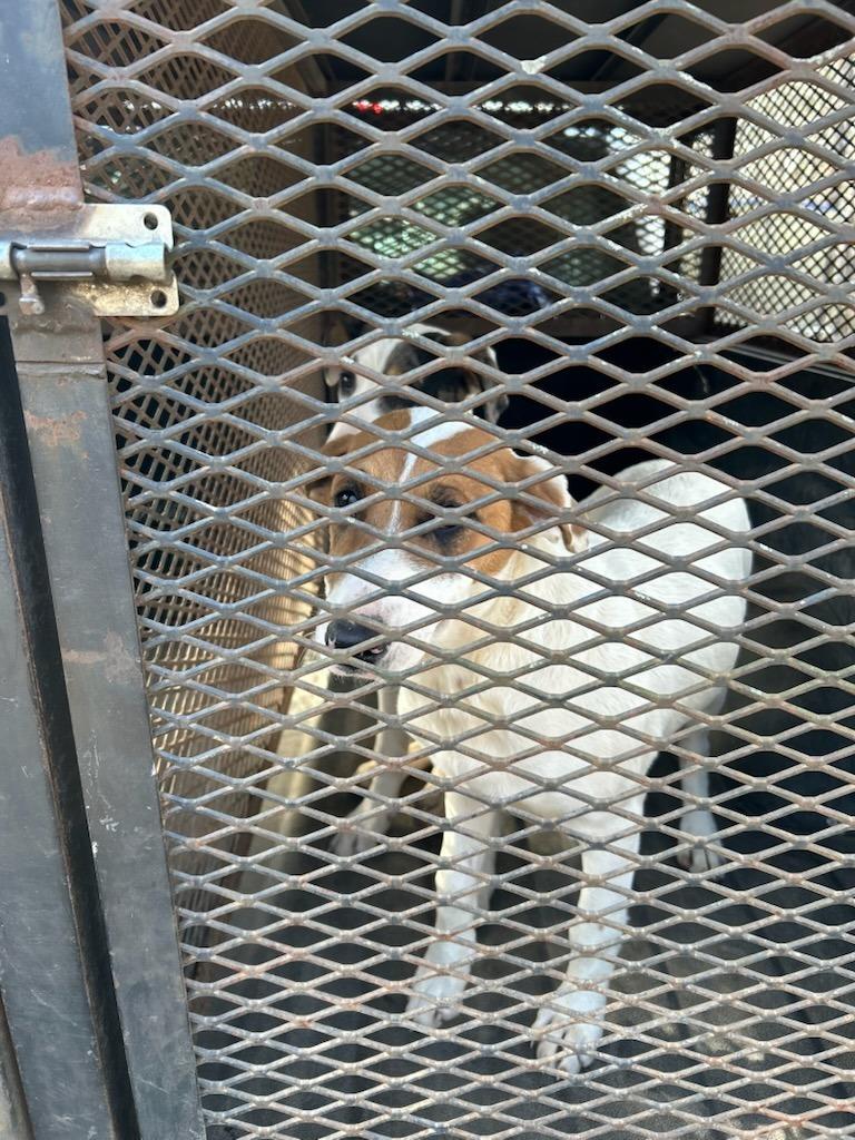 Casandra-Adoptable Awaiting S/N, a Adoptable mixed breed in Chickamauga , GA image 1/4