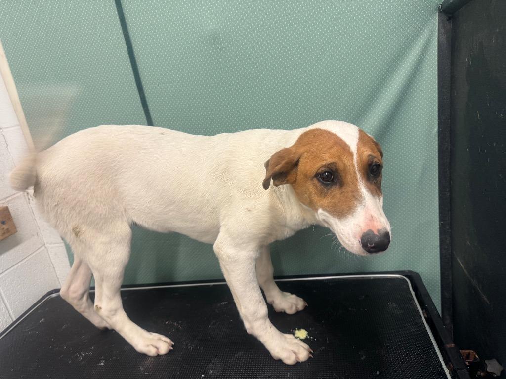 Casandra-Adoptable Awaiting S/N, a Adoptable mixed breed in Chickamauga , GA image 3/4