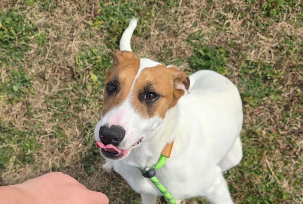 Enlarge Cassandra-Adoptable, a Adoptable mixed breed in Chickamauga , GA image 3/4