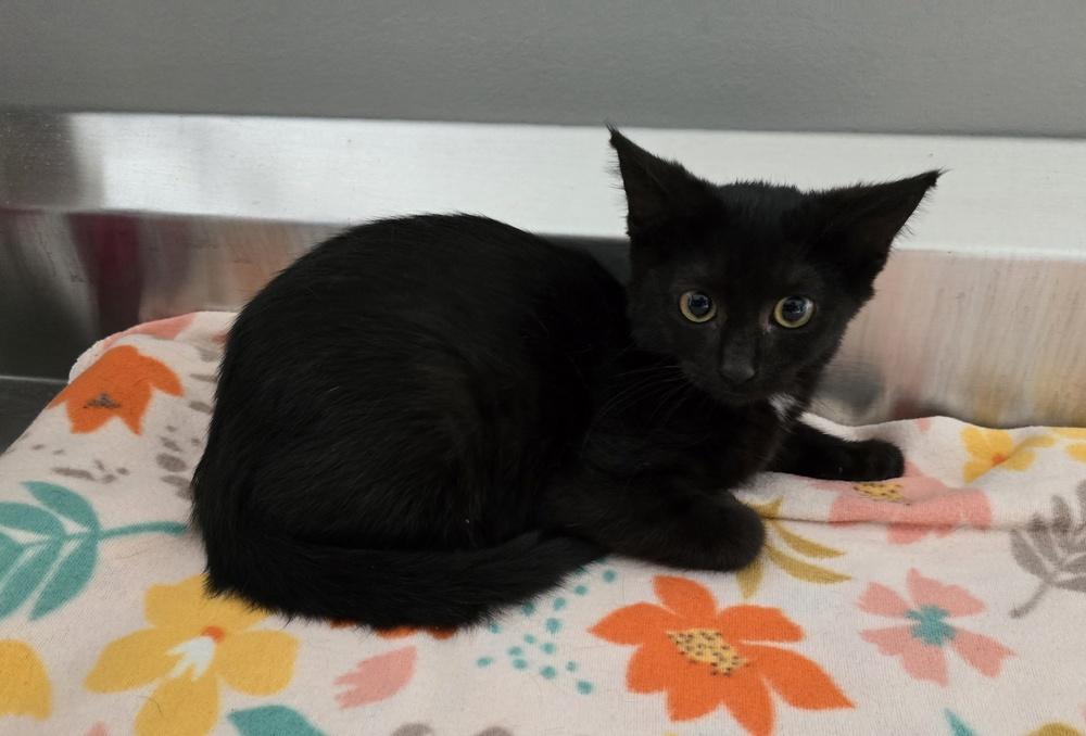 Enlarge Mina, a Adoptable Domestic Short Hair in Dickson, TN image 1/3