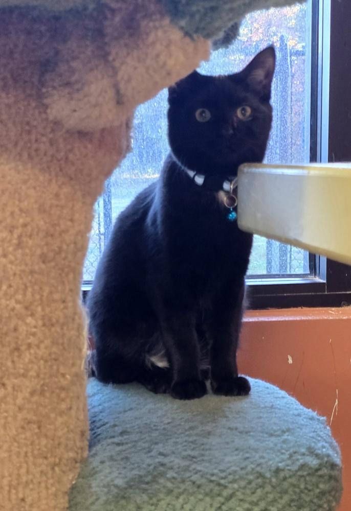 Enlarge Mina, a Adoptable Domestic Short Hair in Dickson, TN image 2/3