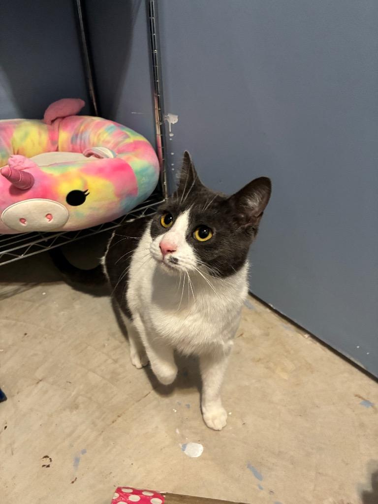 Gilly, Adoptable, Young Female Domestic Short Hair.