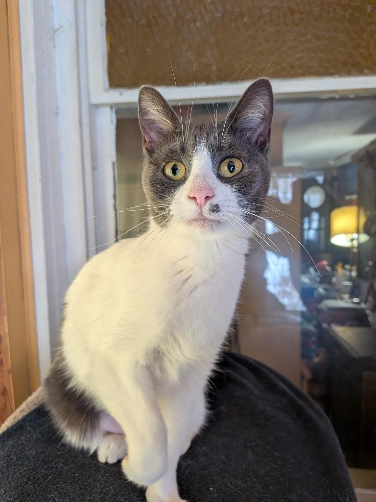 Enlarge Gilly, a Adoptable Domestic Short Hair in Arthur, ON image 2/5