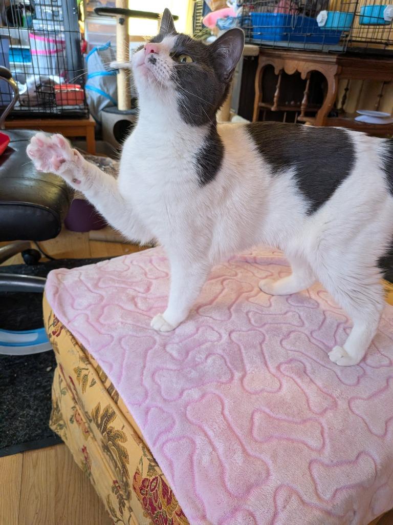 Enlarge Gilly, a Adoptable Domestic Short Hair in Arthur, ON image 3/5