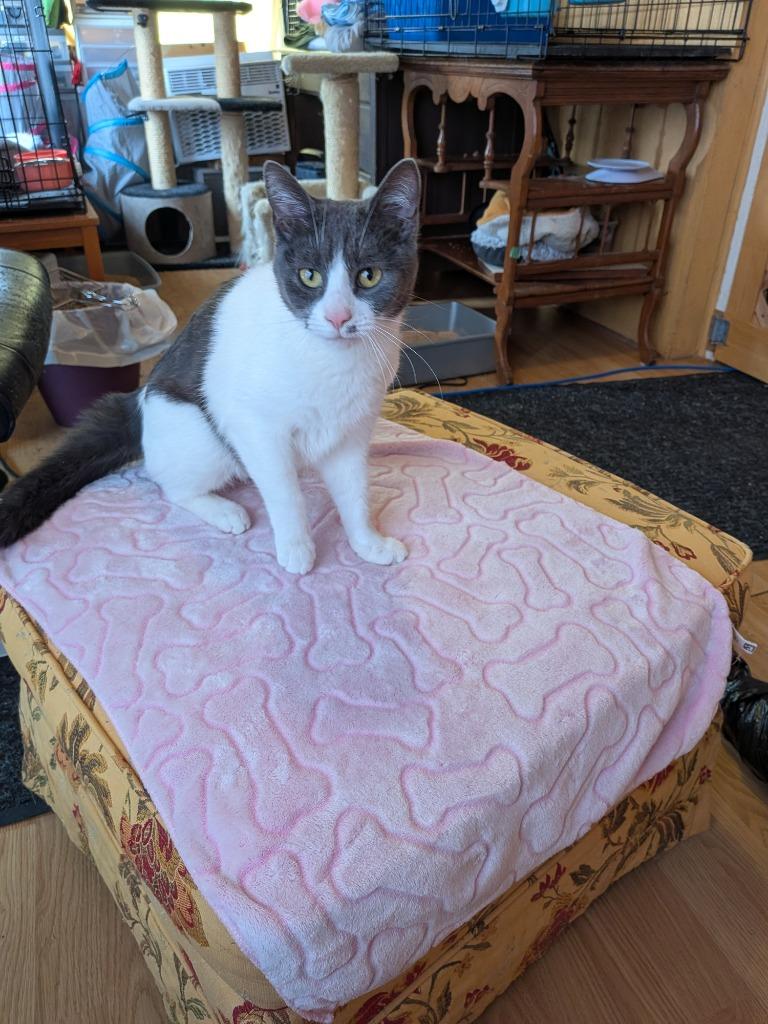 Enlarge Gilly, a Adoptable Domestic Short Hair in Arthur, ON image 4/5