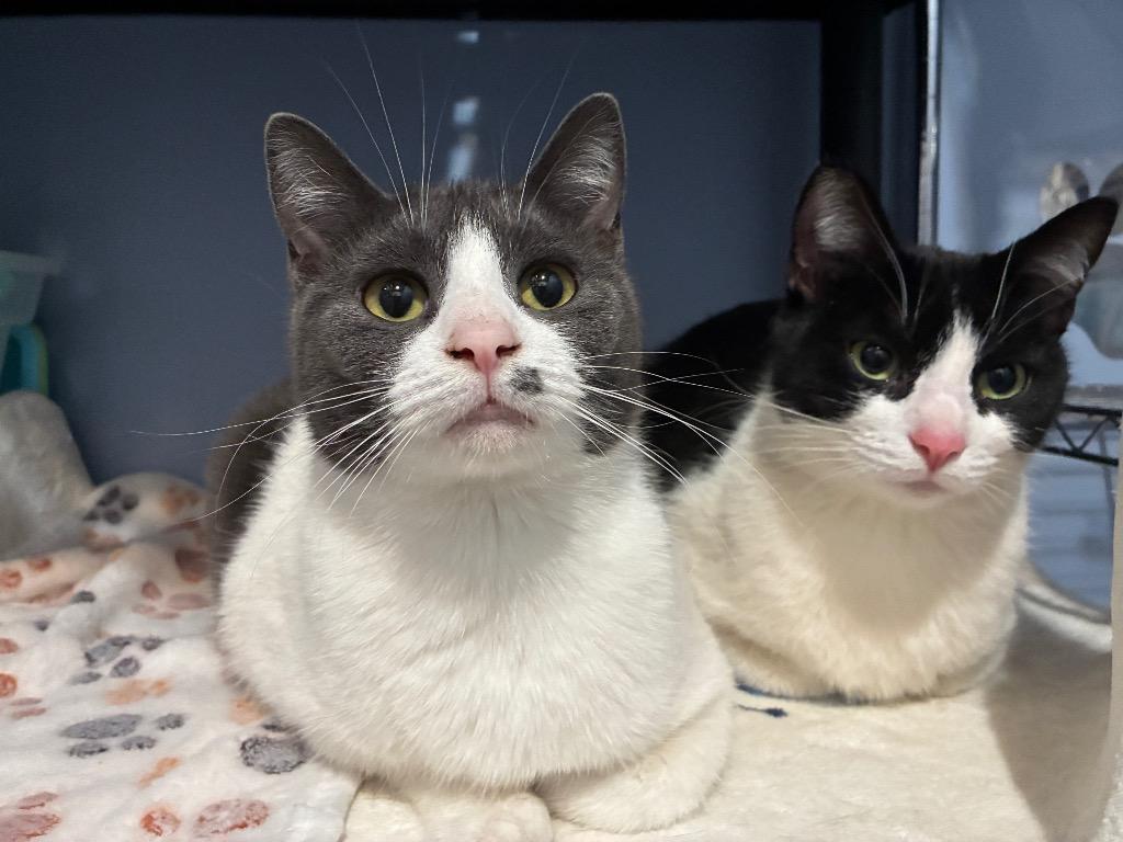 Enlarge Gilly, a Adoptable Domestic Short Hair in Arthur, ON image 5/5