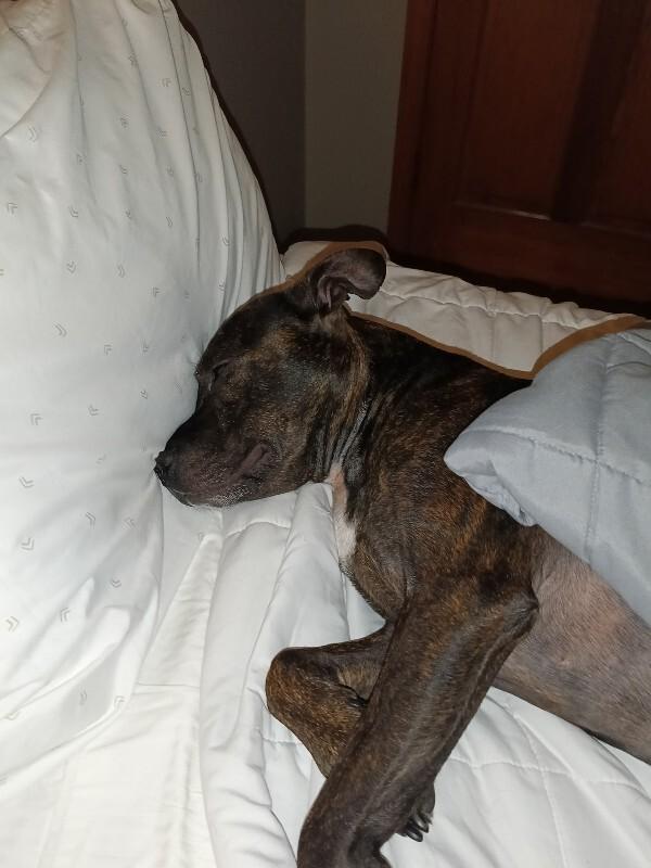 Nellie, a Adoptable Pit Bull Terrier in Cortland, NY image 1/6