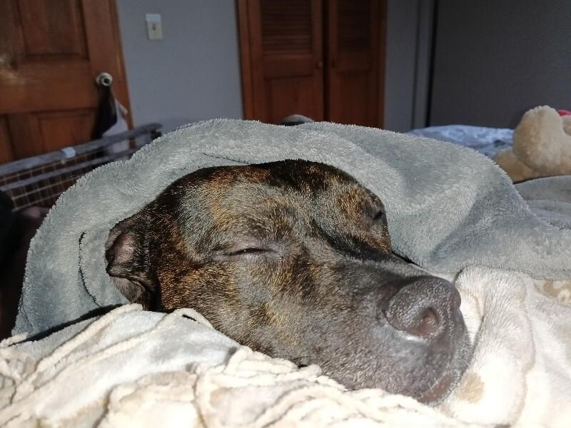 Nellie, a Adoptable Pit Bull Terrier in Cortland, NY image 6/6