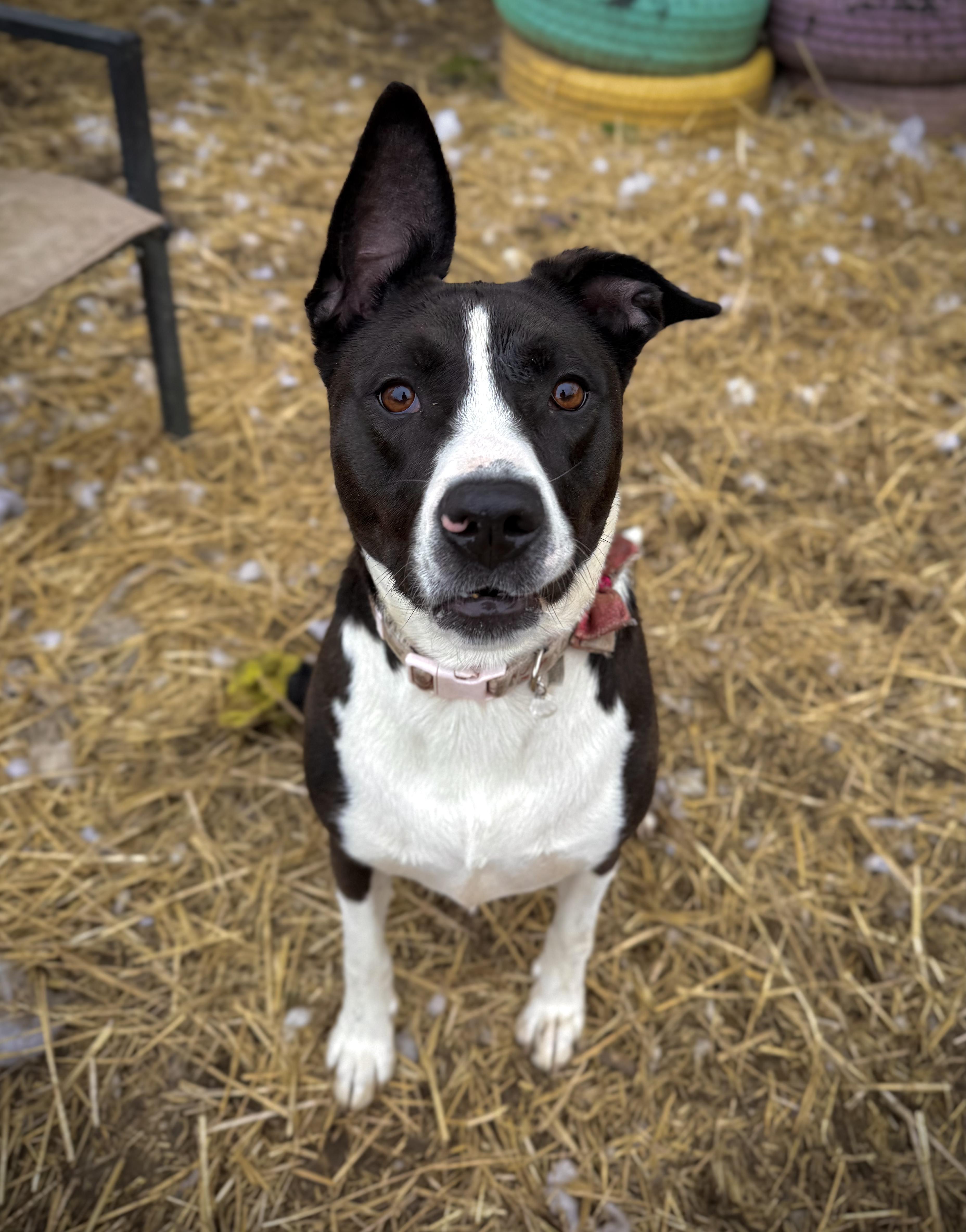Mako, a Adoptable mixed breed in INDIANAPOLIS, IN image 1/6