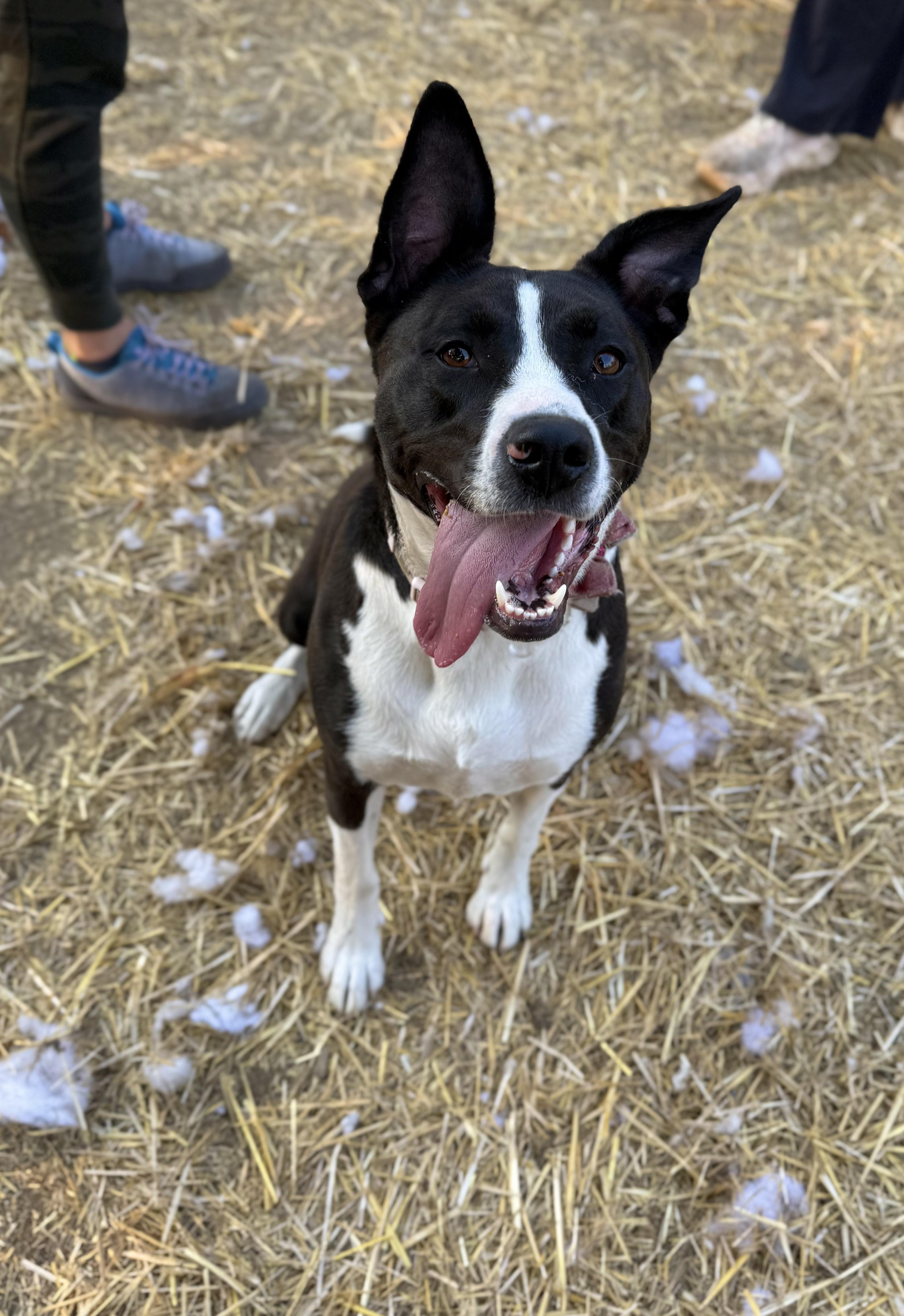 Enlarge Mako, a Adoptable mixed breed in INDIANAPOLIS, IN image 4/6