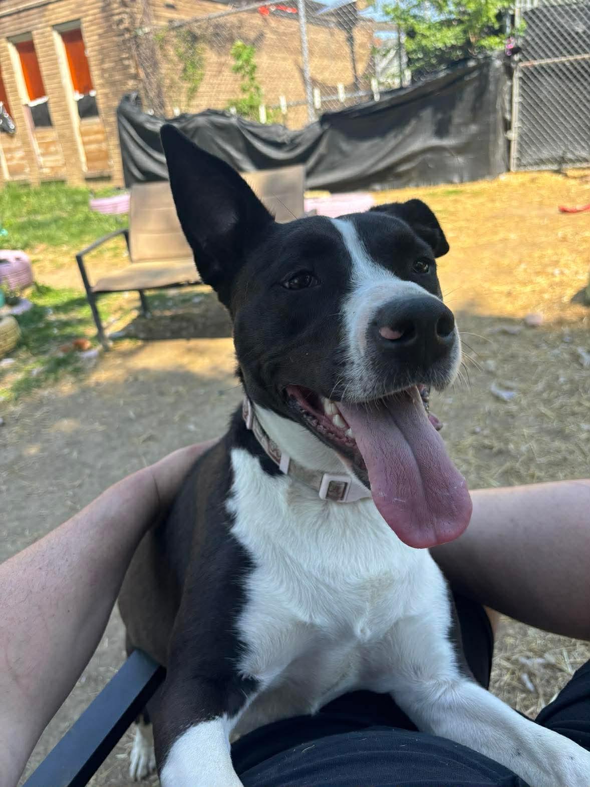 Enlarge Mako, a Adoptable mixed breed in INDIANAPOLIS, IN image 5/6