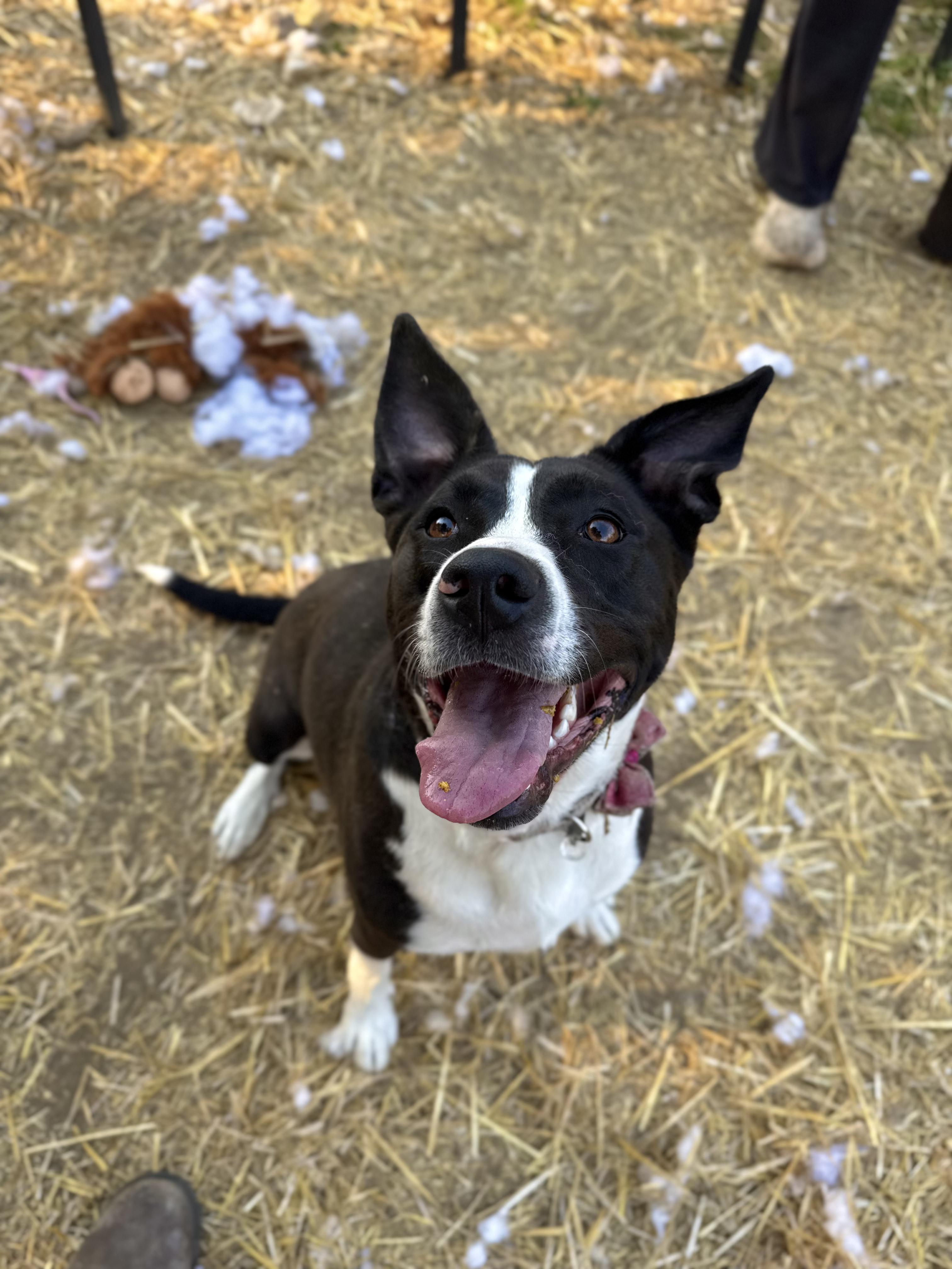 Mako, Adoptable, Young Female Border Collie.