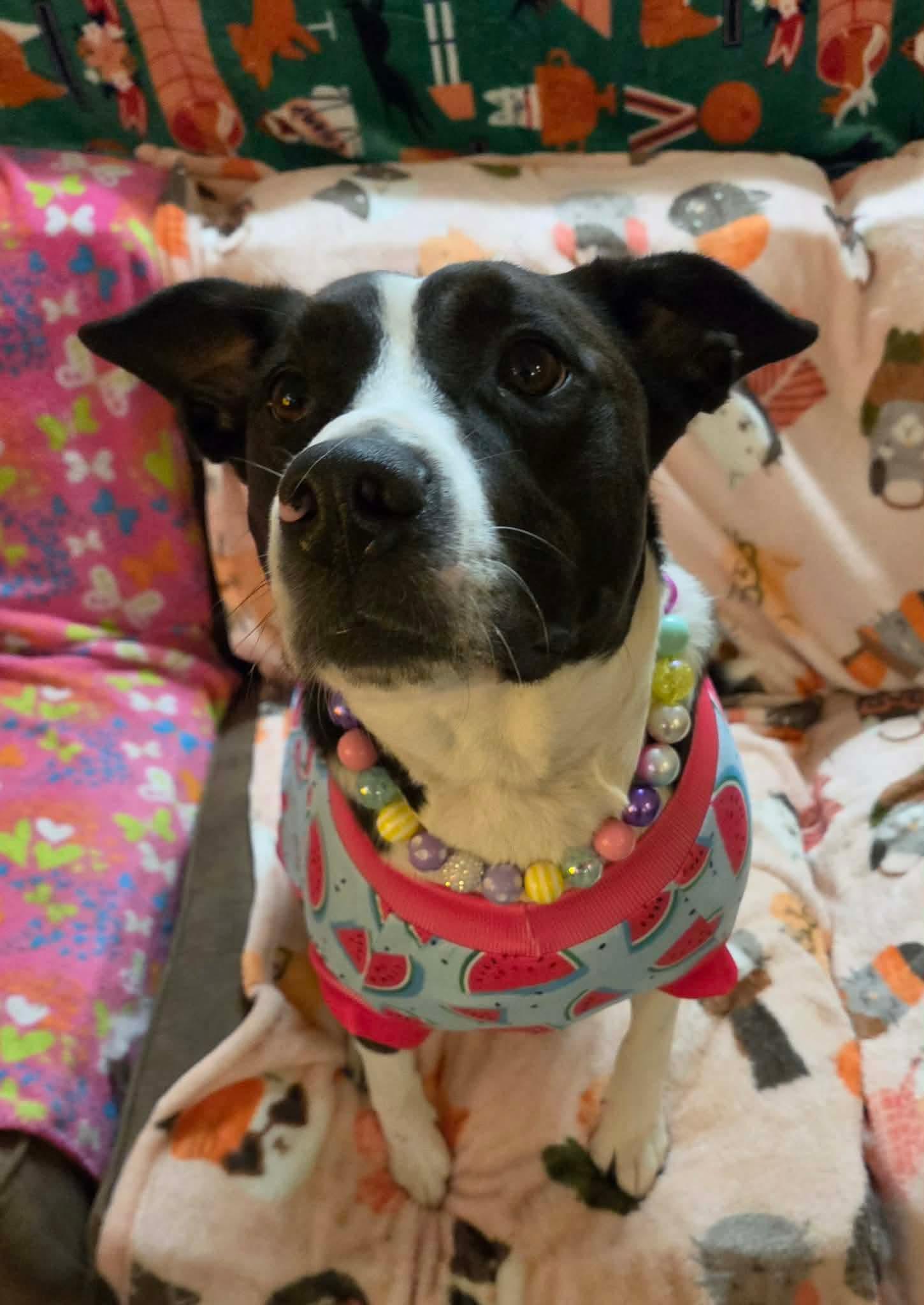Enlarge Mako, a Adoptable mixed breed in INDIANAPOLIS, IN image 6/6