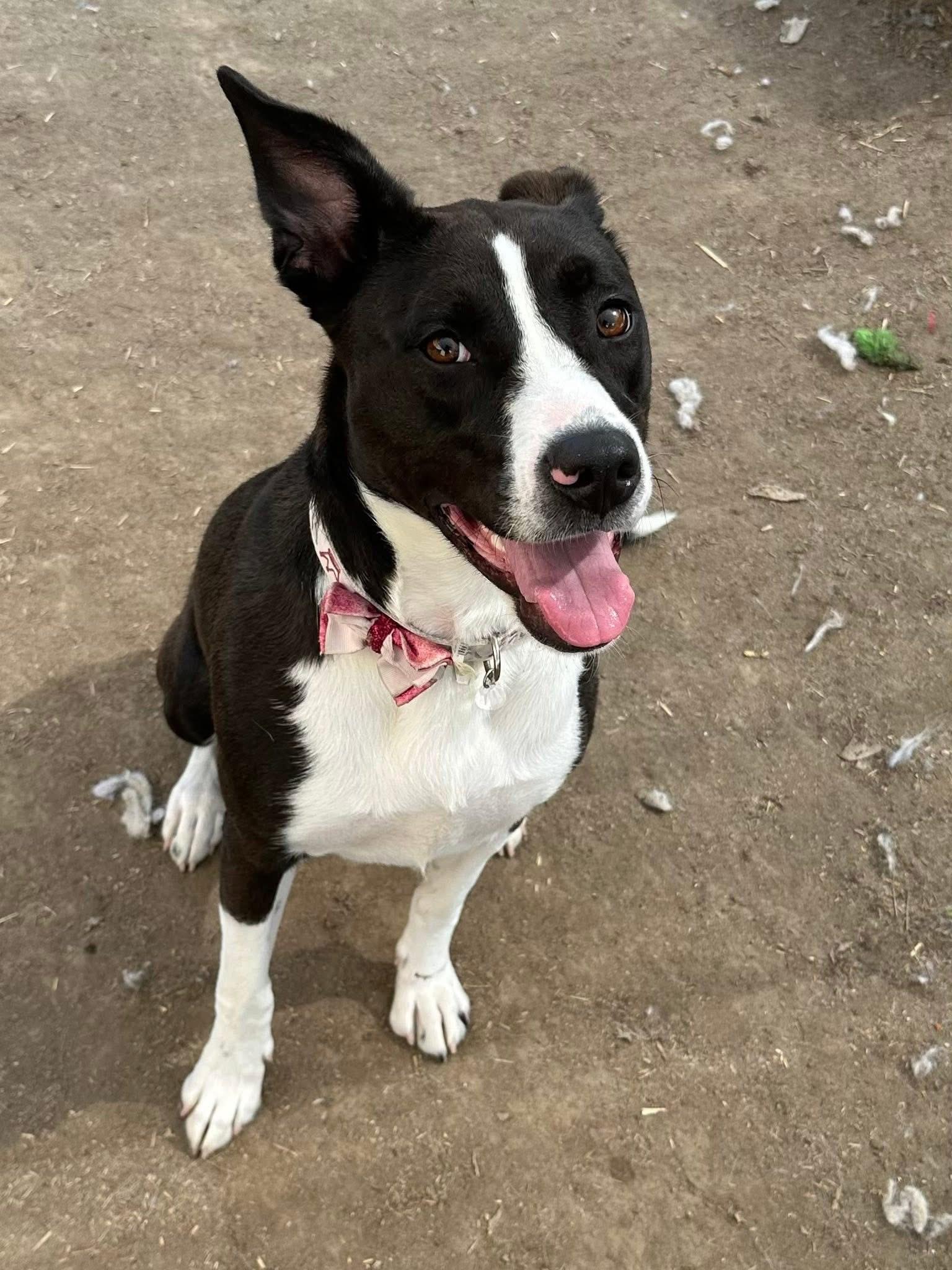 Mako, a Adoptable mixed breed in INDIANAPOLIS, IN image 4/6