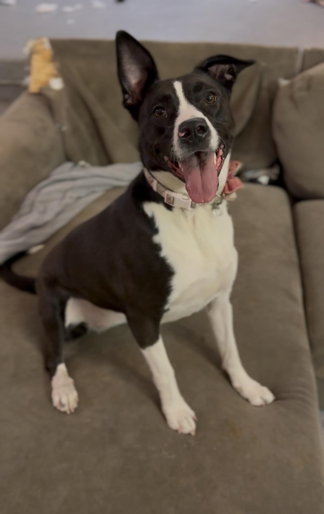 Mako, a Adoptable mixed breed in INDIANAPOLIS, IN image 3/6