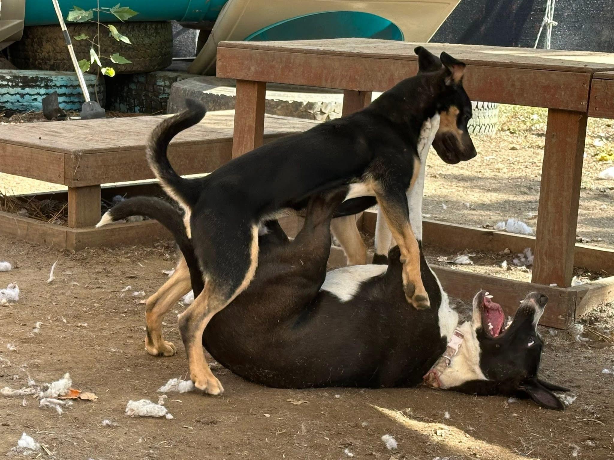 Mako, a Adoptable mixed breed in INDIANAPOLIS, IN image 6/6