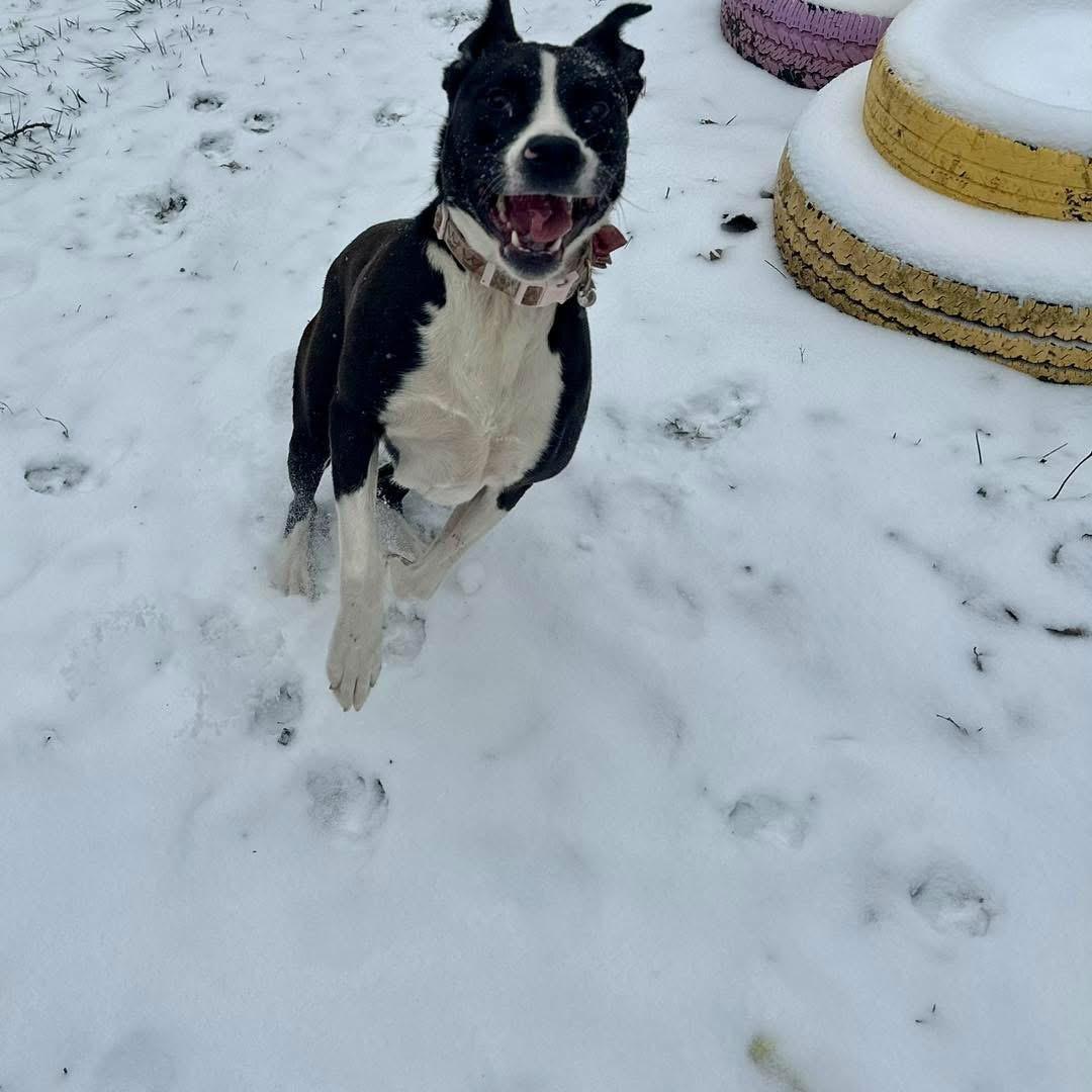 Mako, a Adoptable mixed breed in INDIANAPOLIS, IN image 5/6