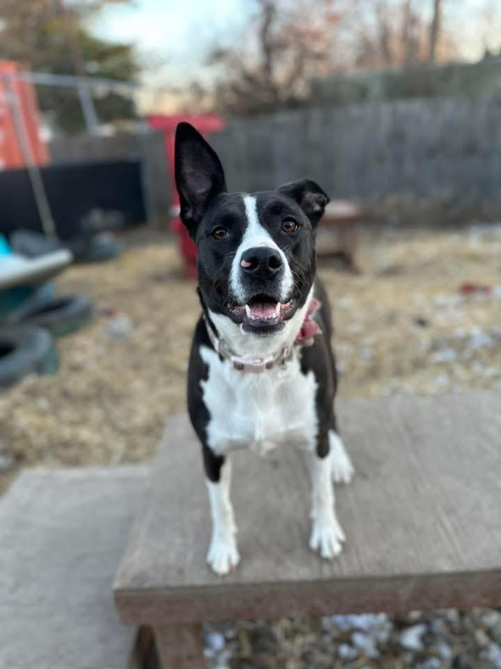 Mako, a Adoptable mixed breed in INDIANAPOLIS, IN image 2/6