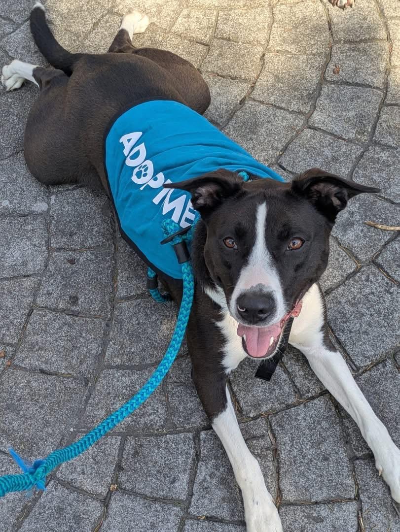 Enlarge Mako, a Adoptable mixed breed in INDIANAPOLIS, IN image 2/6