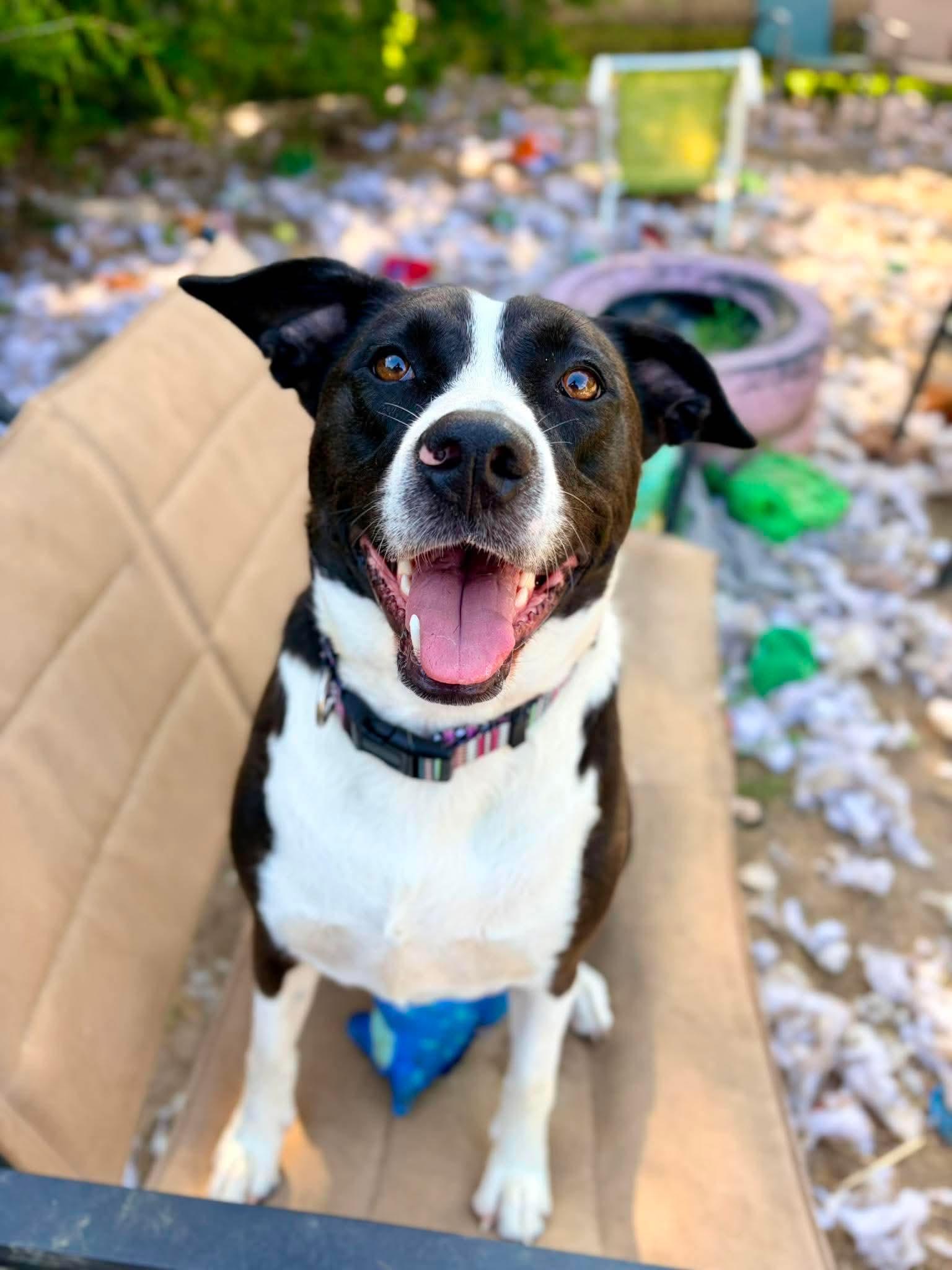 Enlarge Mako, a Adoptable mixed breed in INDIANAPOLIS, IN image 6/6
