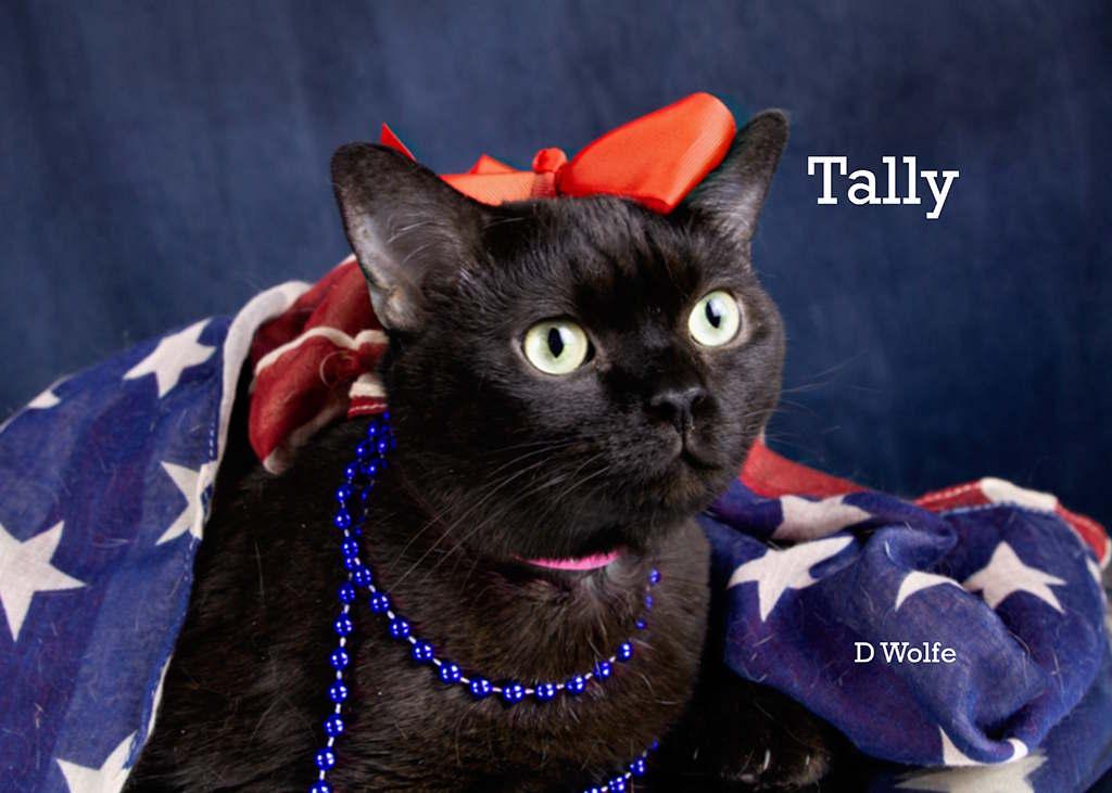 Tally, a Adoptable Domestic Short Hair in York, NE image 4/5