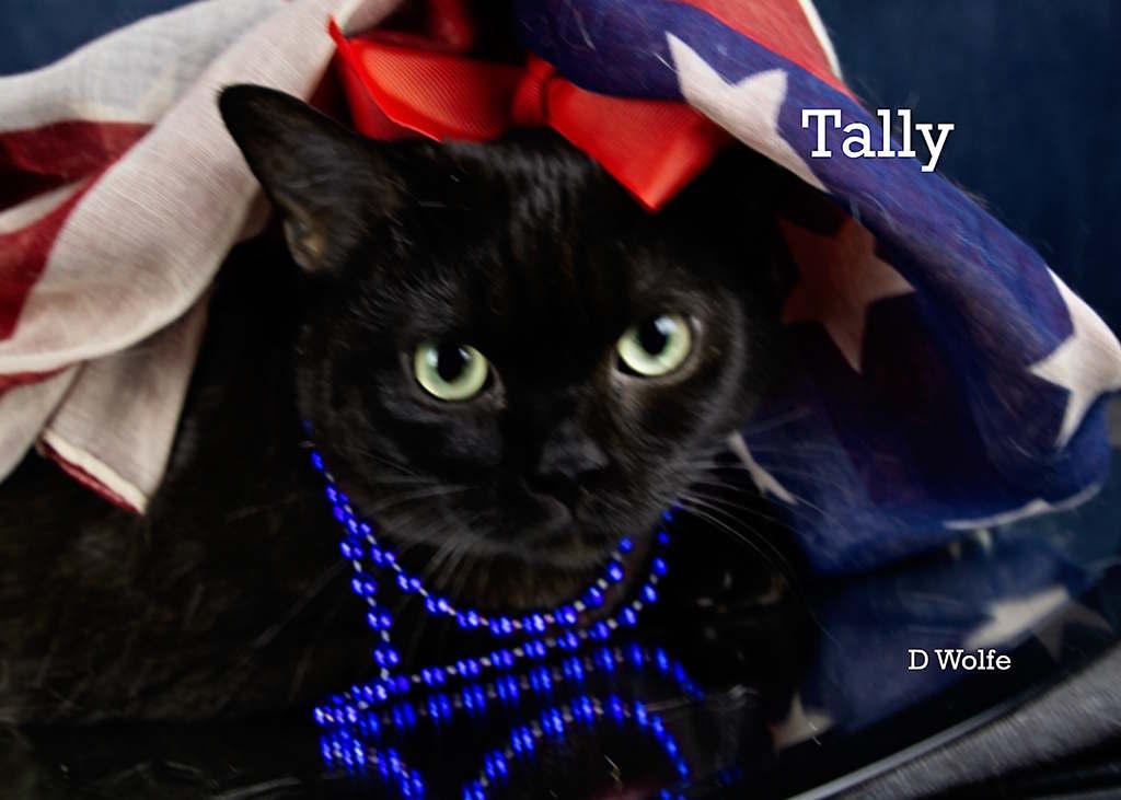 Tally, a Adoptable Domestic Short Hair in York, NE image 1/5