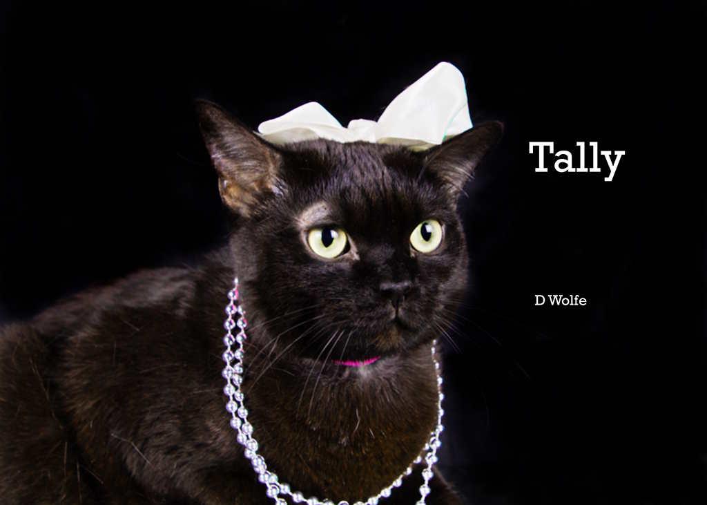 Tally, a Adoptable Domestic Short Hair in York, NE image 3/6